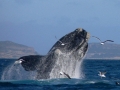 whales_ocean_safaris_plettenberg_(14)_[640x480]